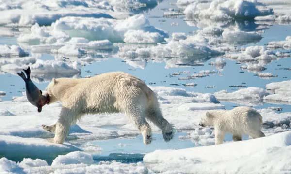 polar bear