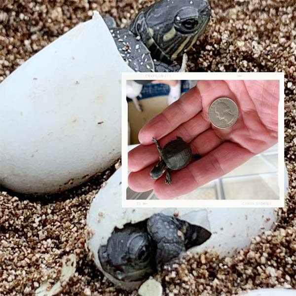  baby turtle