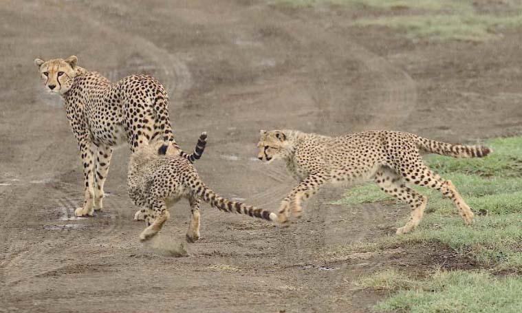 Cheetahs 