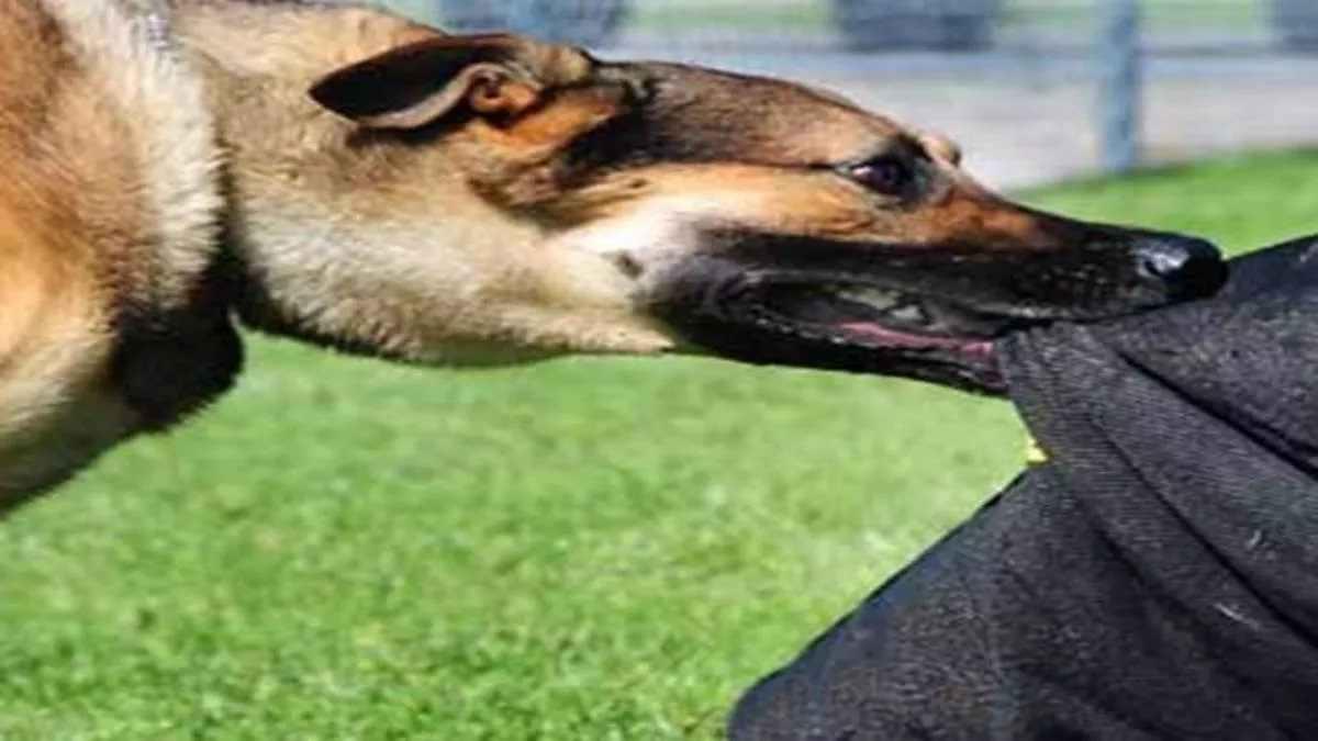 dog attack