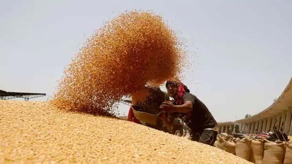 wheat