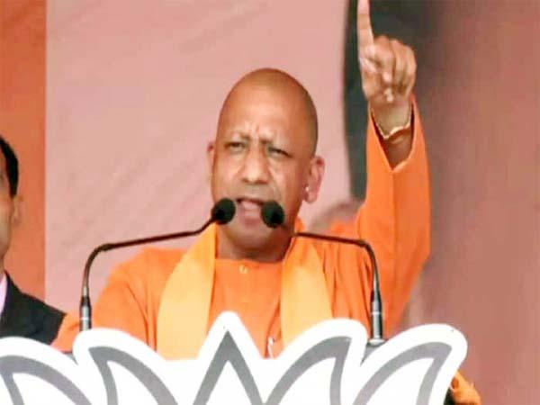 yogi