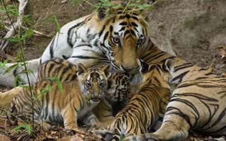 tiger