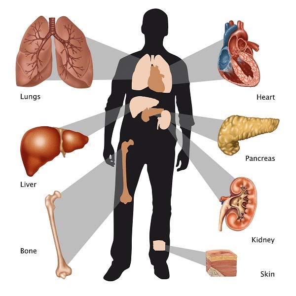 organ transplantation
