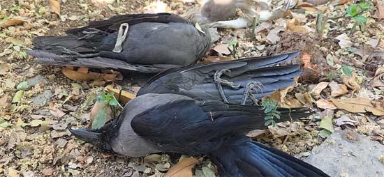  bird flu in Bihar