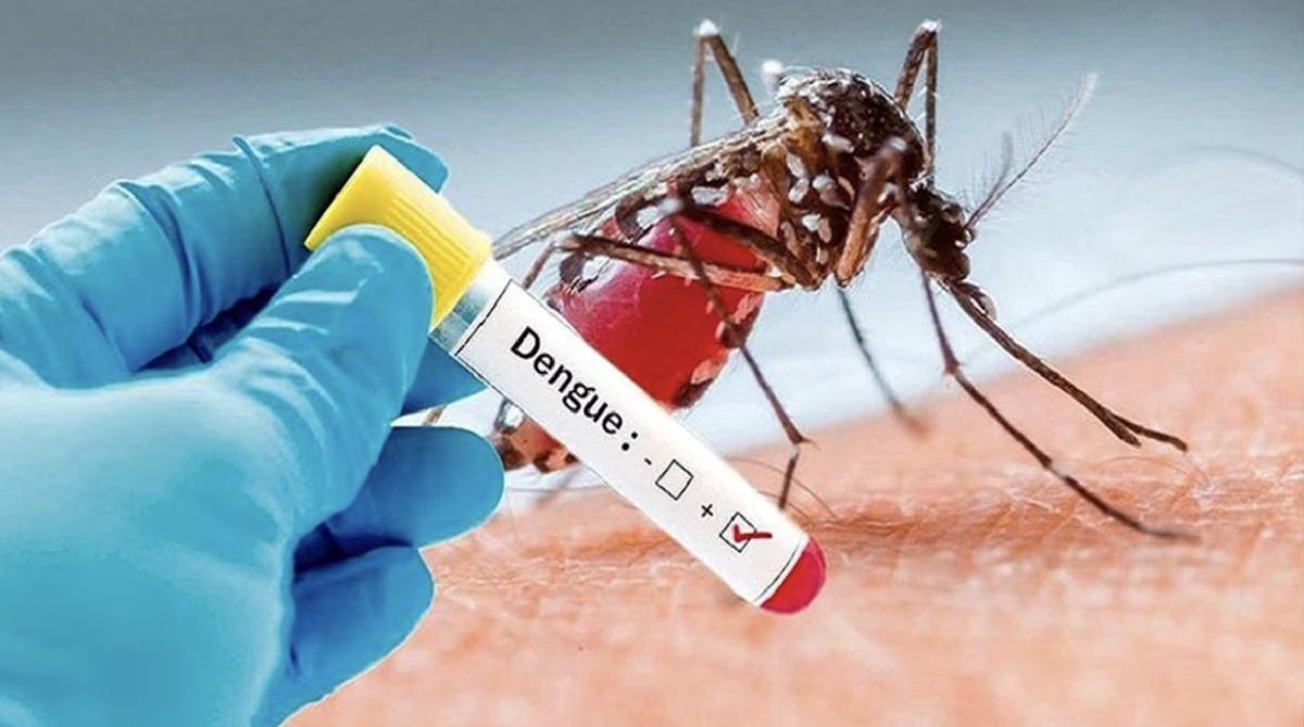 How to prevent dengue