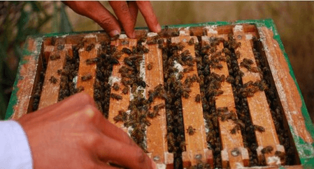 बढ़ते शहद उत्पादन से खुश पीएम मोदी, कहा- 'ये मिठास आत्मनिर्भर भारत का स्वाद है'