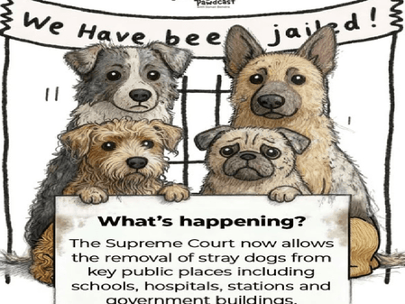 स्ट्रीट डॉग्स पर सुप्रीम कोर्ट के फैसले के बाद कई नकारात्मक प्रभाव सामने आने वाले हैं : सोनाली बेंद्रे