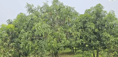 उत्तराखंड के किसान ने यूएचडी तकनीक से उगाए आम, आमदनी हुई तीन गुना, 'मल्लिका' वैरायटी रही हिट