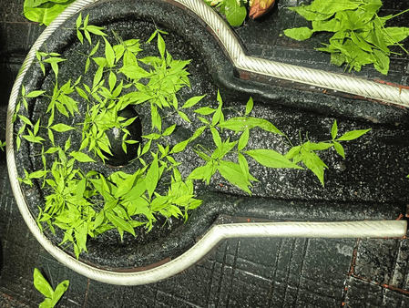 सावन शिवरात्रि: निशिता काल में करें शिव पूजा, जीवन की हर मुश्किल होगी दूर