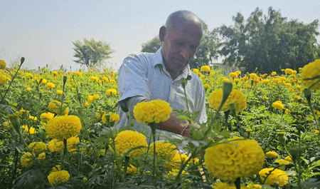 जम्मू-कश्मीर: पारंपरिक खेती को छोड़ आधुनिक तकनीकों को अपना रहे किसान, कर रहे मोटी कमाई