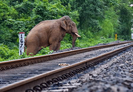 असम: हाथियों के झुंड से टकराई राजधानी एक्सप्रेस, इंजन और 5 कोच पटरी से उतरे