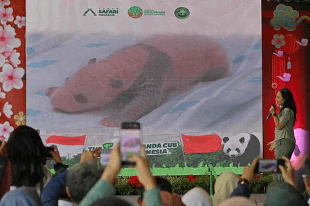 इंडोनेशिया में पहले पांडा शावक का जन्म