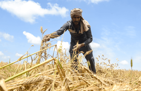 मध्य प्रदेश: गेहूं की खरीद के लिए 19 लाख से अधिक किसानों ने कराया पंजीकरण