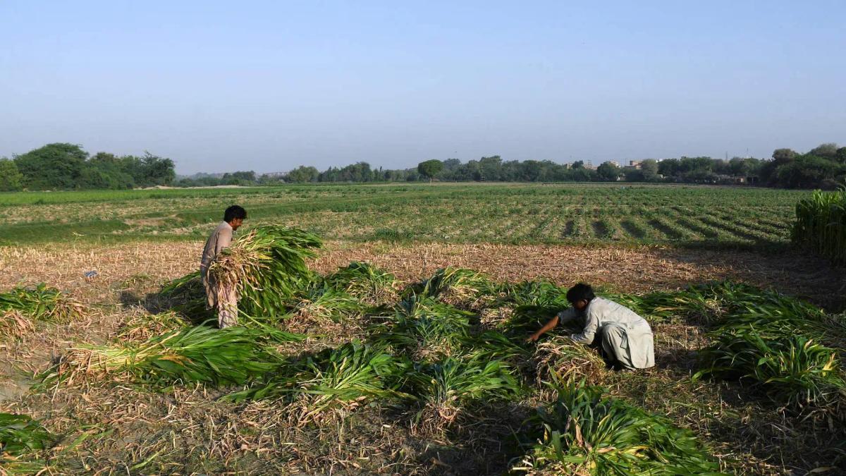 India Pakistan water dispute,