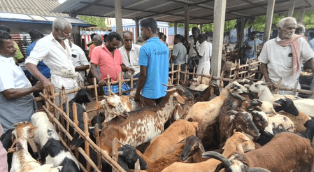 तमिलनाडु : दीपावली पर अरुमुगनेरी बकरा बाजार में हुई 1.10 करोड़ रुपए की बिक्री