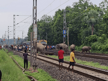 झारखंड-बंगाल ‘एलिफेंट कॉरिडोर’ बना हाथियों के लिए मौत का गलियारा, 45 दिन में 7 की मौत