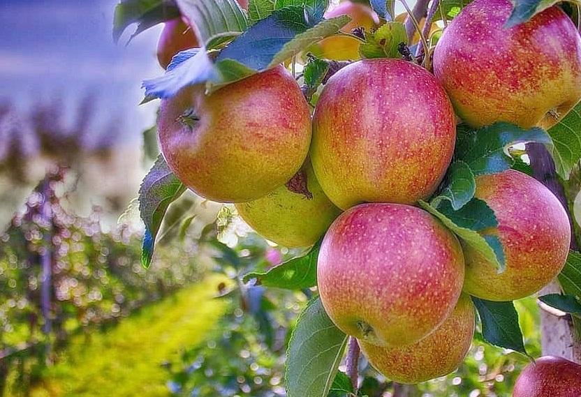 तुर्की के खिलाफ सेब उत्पादक संगठन, पीएम को पत्र लिखकर आयात पर प्रतिबंध की मांग