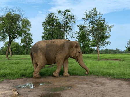 वन्यजीवन समर्पण की मिसाल थी 'वत्सला', सीएम मोहन यादव ने कहा- यादें हमेशा जीवित रहेंगी