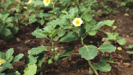 गोखरू: मूत्र और वात संबंधी रोगों का आयुर्वेदिक उपचार, जानिए फायदे