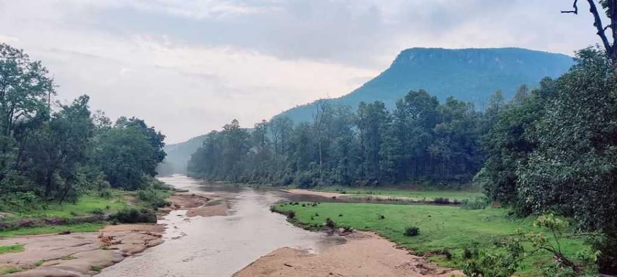 King Cobra Chhattisgarh