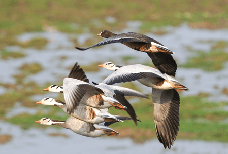 दिल्ली में वन्यजीव संरक्षण को मजबूती, 9 वाइल्डलाइफ इंस्पेक्टर होंगे तैनात