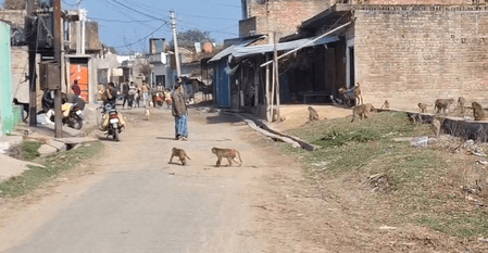 सीतापुर के गांवों में बंदरों का आतंक, ग्रामीणों ने राष्ट्रपति और पीएम से लगाई मदद की गुहार