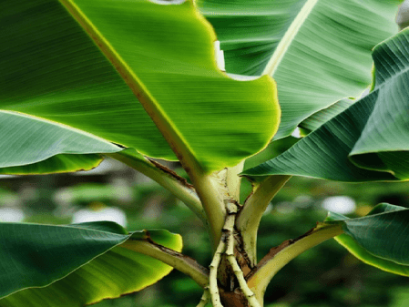 छठ पर्व में क्यों होता है केले के पत्ते और आम की लकड़ी का इस्तेमाल? जानें आध्यात्मिक महत्व