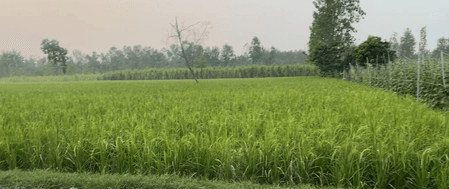 रबी फसलों के एमएसपी में बढ़ोतरी, सहारनपुर के किसानों ने जताई खुशी