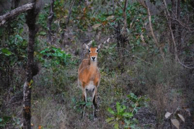 प्रकृति के संरक्षण का संकल्प लेते हुए जब भारत में पहली बार मनाया गया 'वन्य प्राणी दिवस'
