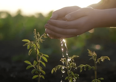 अहमदाबाद में बन रहा 'सिंदूर वन', पीएम मोदी बोले 'वीरों को समर्पित'
