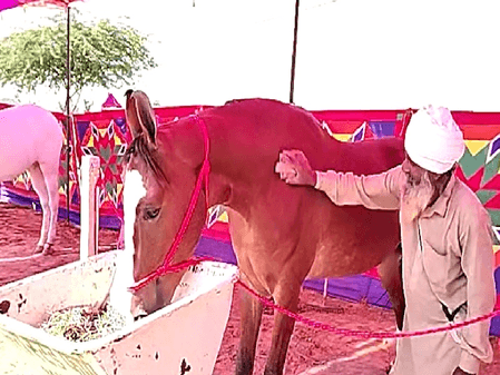 1 करोड़ की 'नगीना' बनी अंतरराष्ट्रीय पुष्कर मेले का आकर्षण, कद-काठी और सुंदरता से जीता सैलानियों का दिल