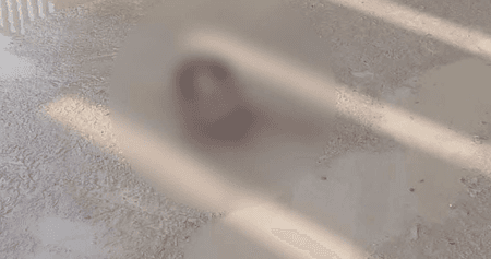 अररिया घटना पर तेजस्वी यादव ने नीतीश कुमार पर साधा निशाना, कहा- 'कानून-व्यवस्था पूरी तरह चरमरा गई है'