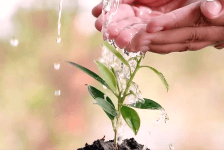 यूपी : सात दिन में 18,348 नवजात को दिया गया ग्रीन गोल्ड सर्टिफिकेट