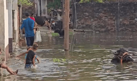 पंजाब: जालंधर में बारिश से बढ़ी लोगों की चिंता, बाढ़ग्रस्त गांव में बिगड़े हालात