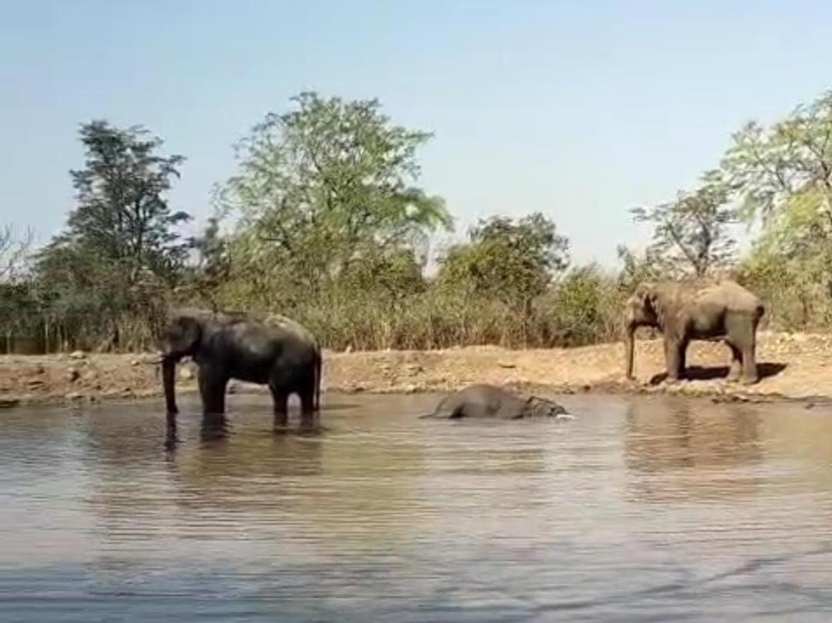 forest department Uttarakhand