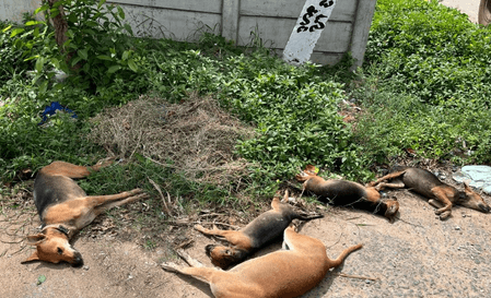 'आवारा कुत्तों को शेल्टर होम में न भेंजे', सुप्रीम कोर्ट के फैसले पर एनिमल केयर सोसायटी ने जताई आपत्ति