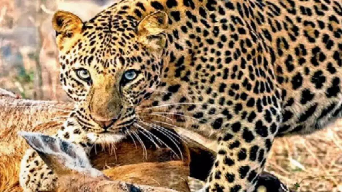 leopards in Navsari