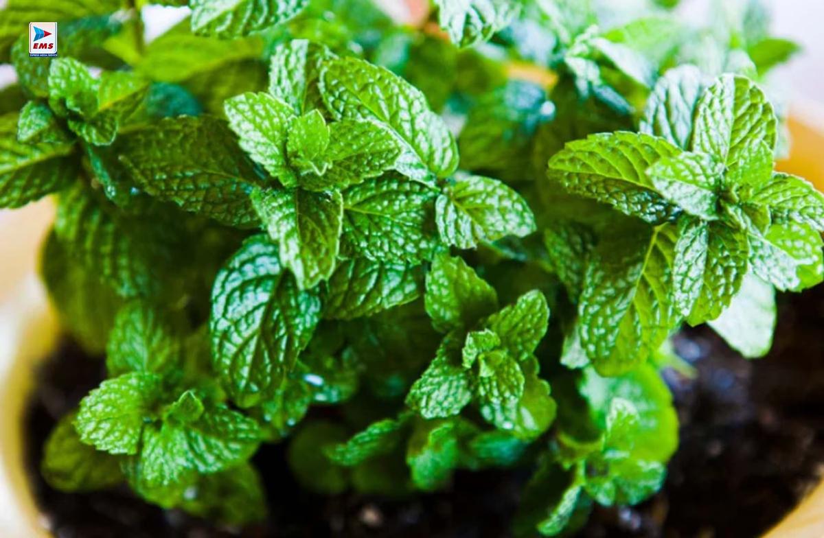 Mint benefits for body cooling
