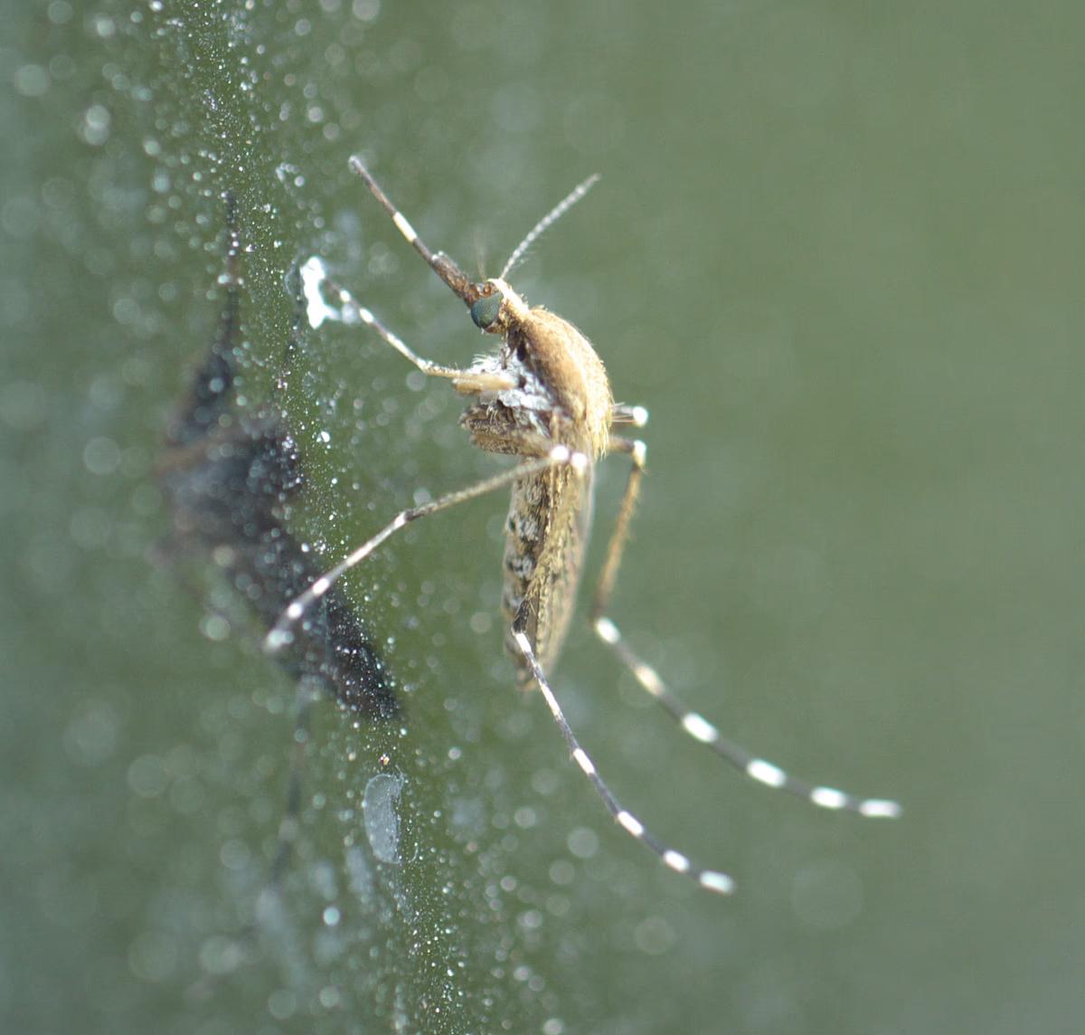 dengue prevention