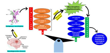 भारतीय वैज्ञानिकों ने न्यूरोडीजेनेरेटिव विकारों के इलाज के लिए संभावित दवाएं खोजी