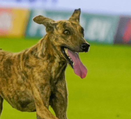 अमेठी में आवारा कुत्तों का आतंक: 6 महीने में 18,907 लोगों पर किया हमला