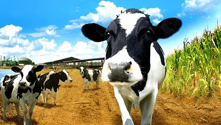 गोपाष्टमी पर करें गोशाला में दान, गोमाता की सेवा से मिलती है भगवान श्रीकृष्ण की कृपा