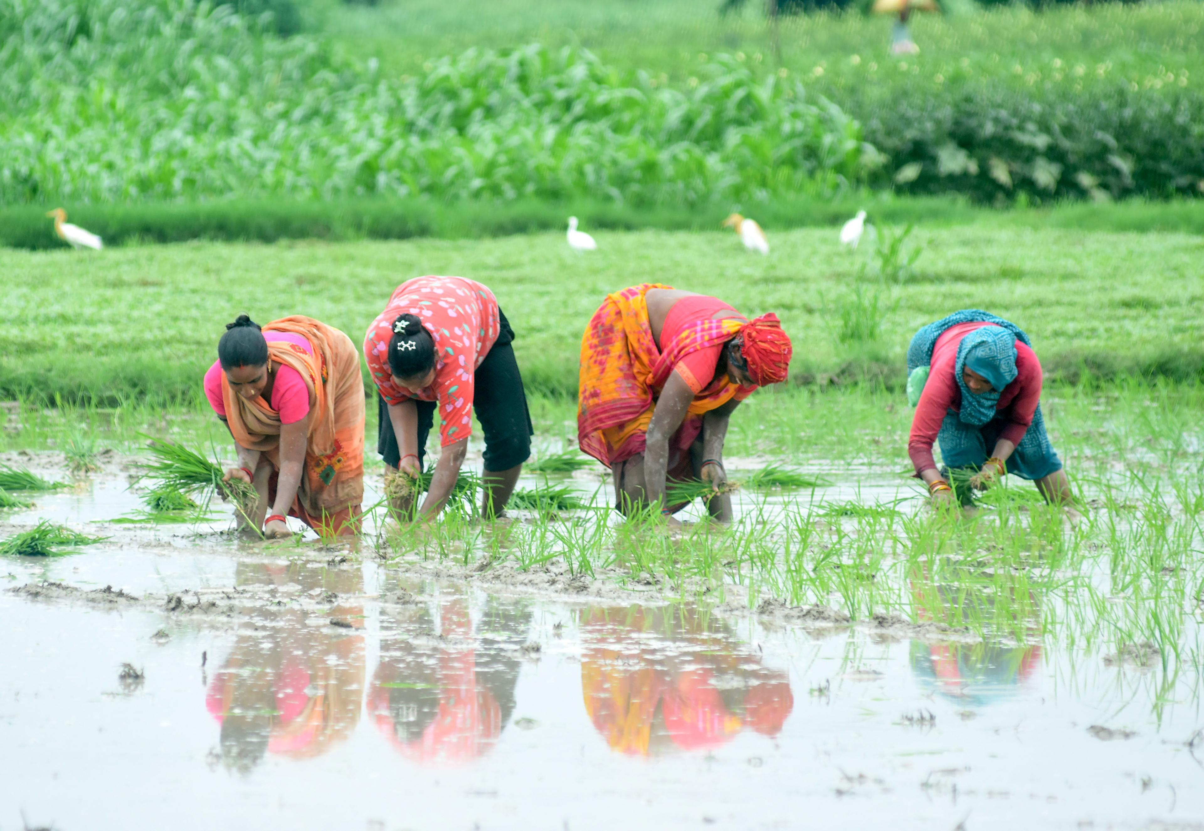 मानसून