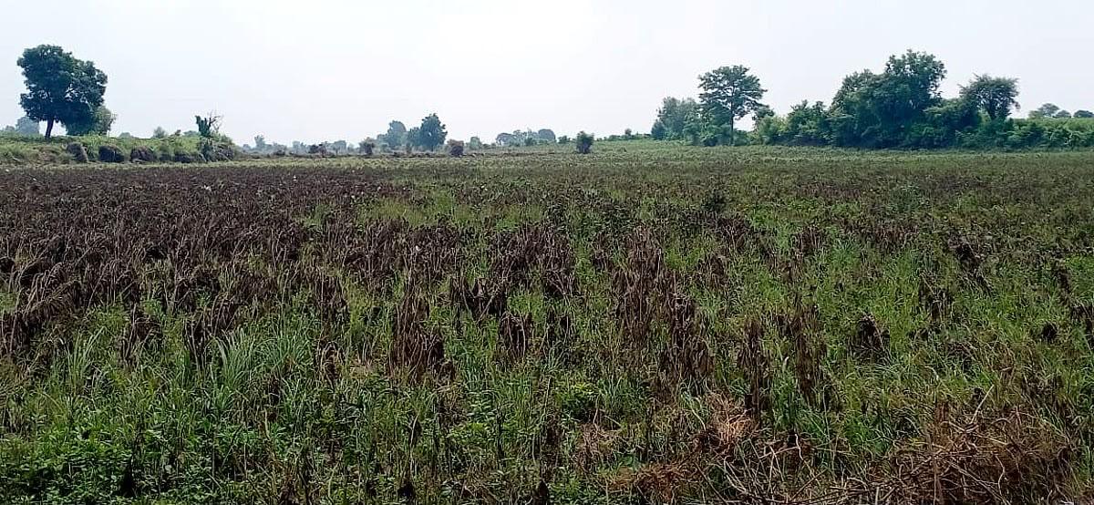 कोयंबटूर के किसानों का आरोप, कास्ट आयरन यूनिट के प्रदूषण से फसलें और भूजल हो रहे प्रभावित