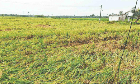कावेरी डेल्टा में बाढ़ : किसानों की धान की फसल खतरे में, मुआवजे की मांग तेज