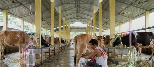 असम में डेयरी क्षेत्र को मिलेगा बढ़ावा, रोजाना 10 लाख लीटर दूध उत्पादन का लक्ष्य: सीएम सरमा