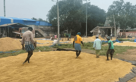 डेल्टा के किसानों ने स्टालिन सरकार से धान खरीद के लिए नमी की सीमा बढ़ाने का आग्रह किया