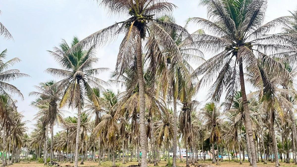 तमिलनाडु के कोयंबटूर में नारियल के बागानों में कीट का प्रकोप, किसानों ने सरकार से मांगी मदद