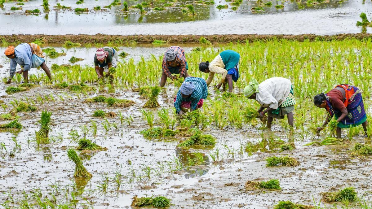 तमिलनाडु: मदुरै में कुरुवई सीजन प्रभावित, सिंचाई को लेकर किसानों की बढ़ी चिंता